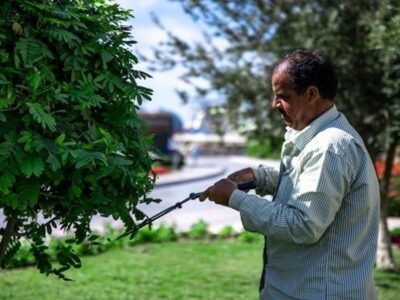 Tree-Removal-Services