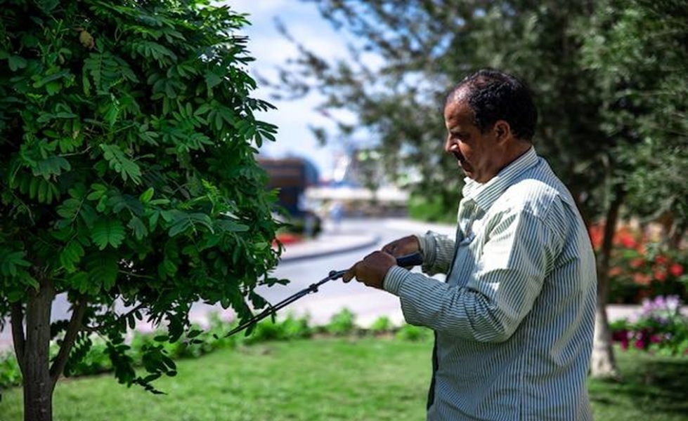 Tree-Removal-Services