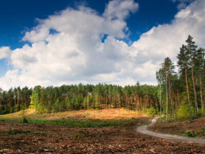 Land Clearing