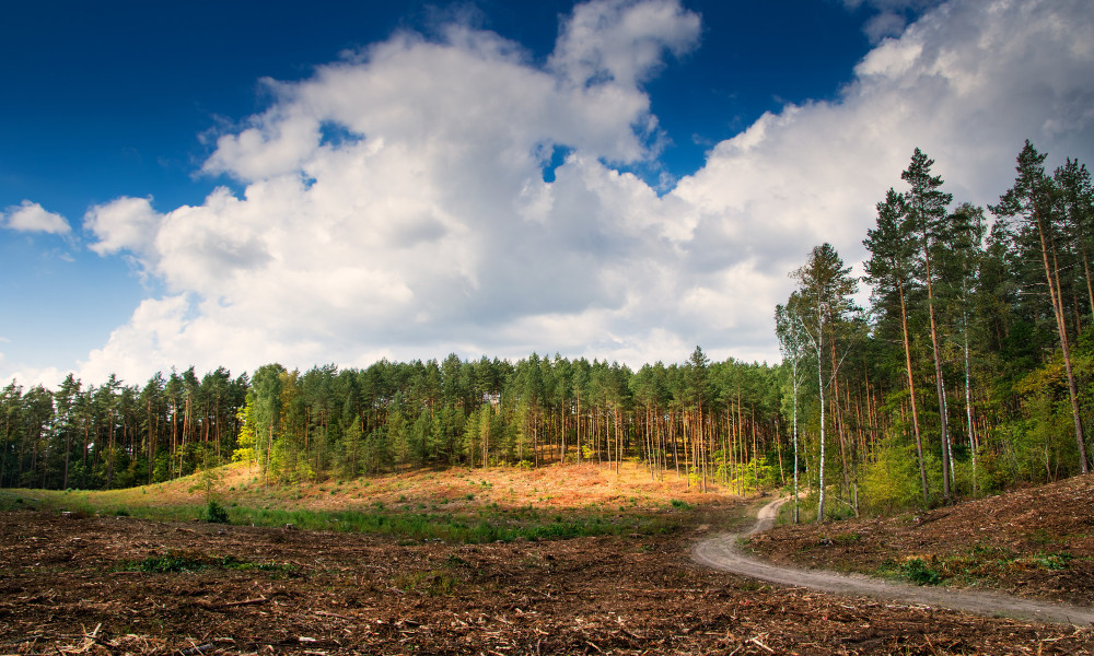 Land Clearing